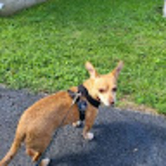 Meet your Posher, Brenda - Picture 1 of 1